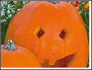 20 seminte Dovleac halloween Howden-pt copt si bun pentru decupat - imagine 3