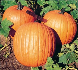 20 seminte Dovleac halloween Howden-pt copt si bun pentru decupat - imagine 4