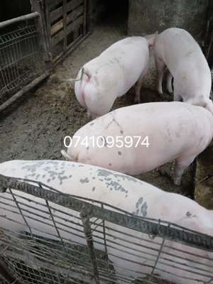 Purcei de vînzare  - imagine 2