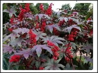 10Seminte de Ricin-planta inalta 1-2m, frunze bordo-ornamental