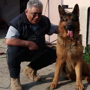 Câini de paza - imagine 8