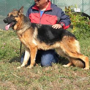 Câini de paza - imagine 4