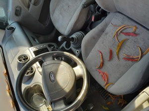 Ford Fiesta - imagine 6