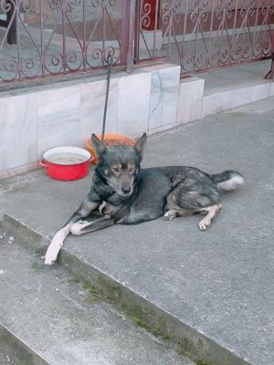 Caine de companie - imagine 2