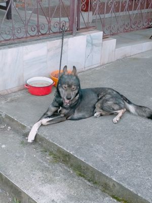 Caine de companie - imagine 3