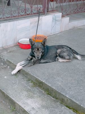 Caine de companie - imagine 5