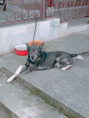 Caine de companie - imagine 4