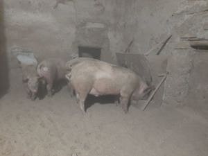 Vand porci Landras 170kg