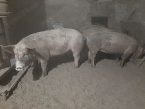 Vand porci Landras 170kg - imagine 2