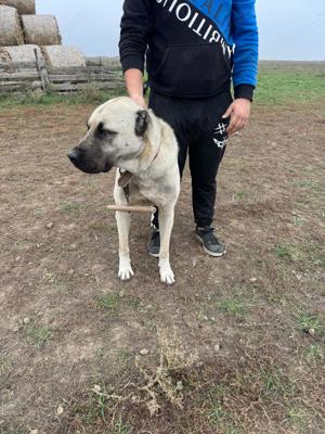 Căței Malak Kangal uriaș - imagine 4