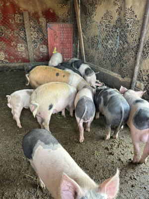 Vand porci mari si mici creacuti la curte - imagine 2