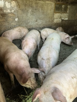 Vand porci mari si mici creacuti la curte - imagine 3
