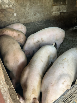 Vand porci mari si mici creacuti la curte - imagine 4