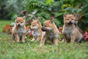 Pui shiba inu femele si masculi  - imagine 2 Pui shiba inu femele si masculi  - imagine 2