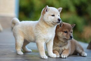 Pui shiba inu femele si masculi  - imagine 3 Pui shiba inu femele si masculi  - imagine 3