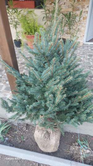 Brad argintiu cu balot de pamant 