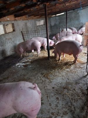 Porci de carne 100kg la160 - imagine 3