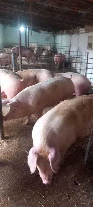 Porci de carne 100kg la160 - imagine 2