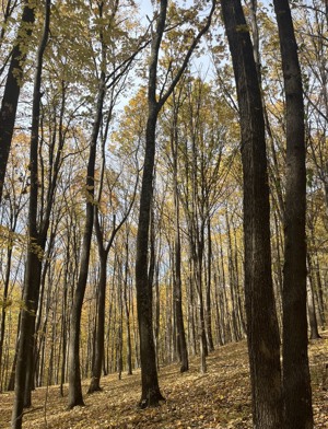 Vând pădure teren 35000mp - imagine 6