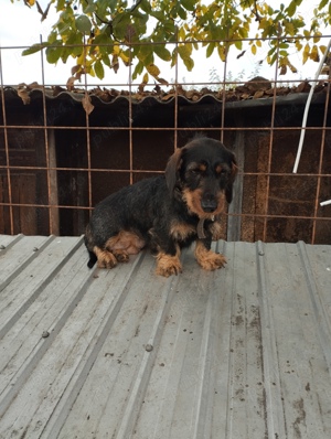 Ciini Teckel sarmosi - imagine 5