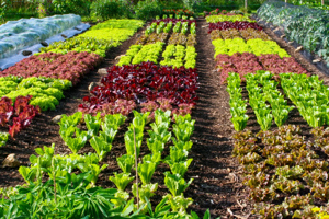 Seminte Salata creata lata rosie lollo Iceberg Valeriana Kale Petiol