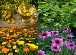 Seminte Sunatoare Galbenele Musetel Echinacea Roinita Fenicul Menta