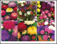 50 seminte ochiul boului inalt pitic, diferite  culori sau mixt culori, diferite soiuri = 20lei