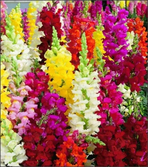 Gura leului - 50 Seminte- mix colorat inalt   pitic