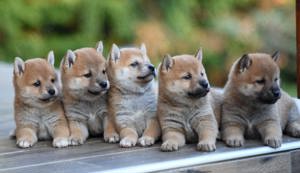 Pui shiba inu femele si masculi 