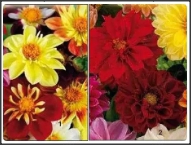 30 Seminte de Gherghine (Dalia )- flori simple sau duble, mixt culori