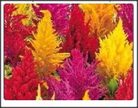 Seminte de Creasta cocosului inalta- mixt culori  2plicuri = 1gram