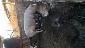 Vand porci,marele alb - imagine 4