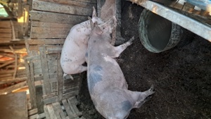 Vand porci,marele alb - imagine 5