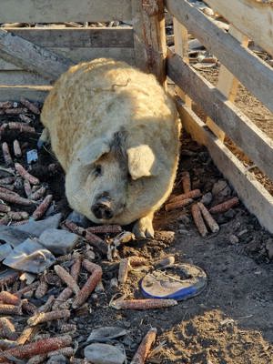 vindem mangalița crescut in 7semisalbaticie 