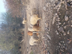 vindem mangalița crescut in 7semisalbaticie  - imagine 4