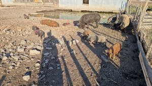 vindem mangalița crescut in 7semisalbaticie  - imagine 2