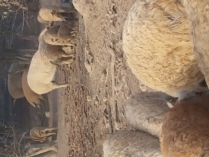 vindem mangalița crescut in 7semisalbaticie  - imagine 3