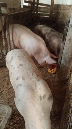 Vând porci din rasa pietrain   duroc și marele alb  - imagine 3