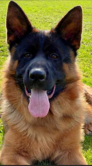 Mascul ciobănesc german pentru monte