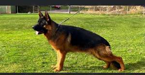 Mascul ciobănesc german pentru monte - imagine 3