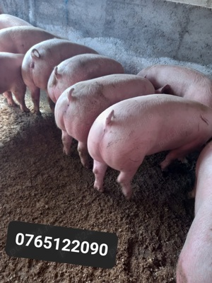 Vand porci de carne - imagine 2 Vand porci de carne - imagine 2