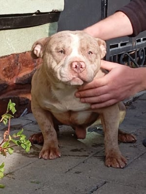 American bully