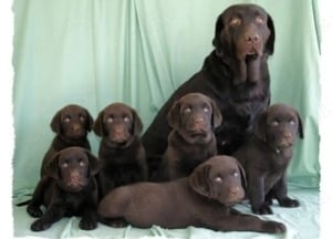 Labrador ciocolatiu - imagine 2
