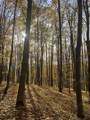 Vând pădure teren 35000mp - imagine 8