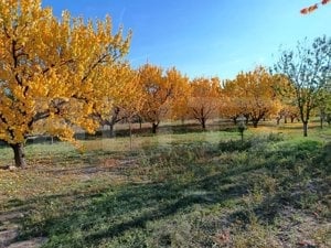 Teren Intravilan 6300 mp Magurele Prahova , Oportunitate !