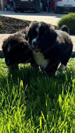 Ciobanesc corb - imagine 3