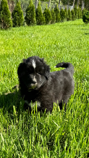 Ciobanesc corb - imagine 5