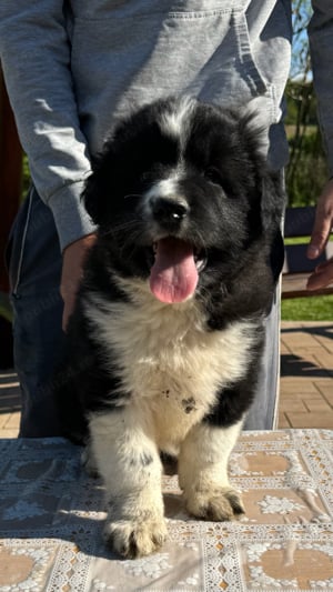 Ciobanesc corb - imagine 2