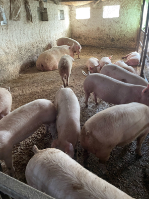 porci de carne  - imagine 2