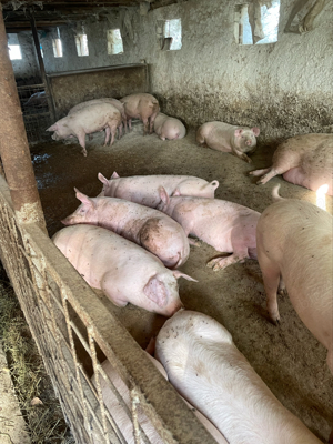 porci de carne  - imagine 4